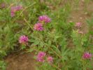 Trifolium Lupinaster  Extract 